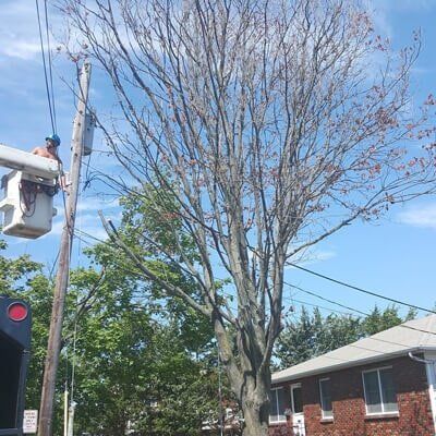 Tree pruning 2 — Tree Removal in Tom's River, NJ