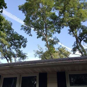 Trees in backyard 1 - Tree Service in Toms River, NJ