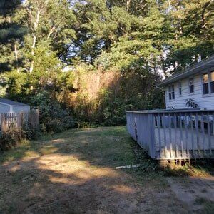 Trees in backyard - Tree Service in Toms River, NJ