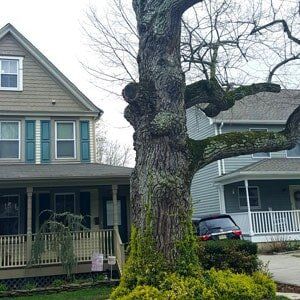 Big Tree - Tree Service in Toms River, NJ