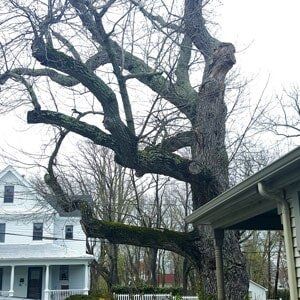 Big Tree 1 - Tree Service in Toms River, NJ