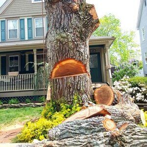 Tree logging - Tree Service in Toms River, NJ