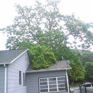 Big Tree 1 - Tree Service in Toms River, NJ