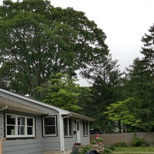 Big Trees - Tree Service in Toms River, NJ