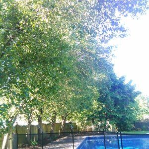 Trees in pool 1 - Tree Service in Toms River, NJ