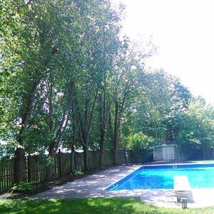 Trees in pool - Tree Service in Toms River, NJ