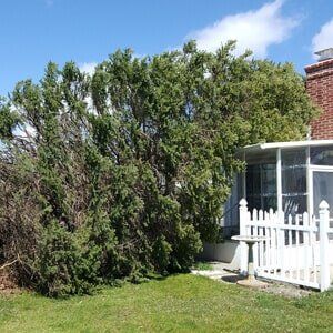 Tree trunk - Tree Service in Toms River, NJ