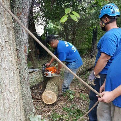 Tree cutting 2 - Tree Service in Toms River, NJ