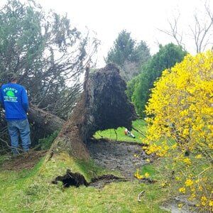 Tree trunk 1 - Tree Service in Toms River, NJ