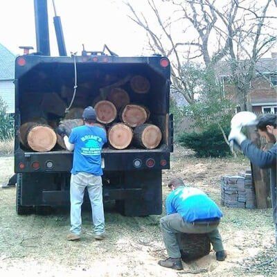 Tree logging - Tree Service in Toms River, NJ