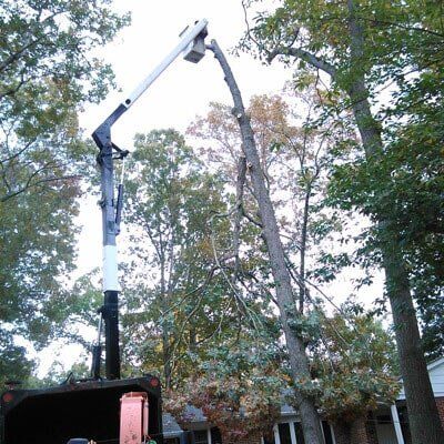 Trees — Tree Removal in Tom's River, NJ