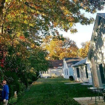 Trees on backyard — Tree Removal in Tom's River, NJ