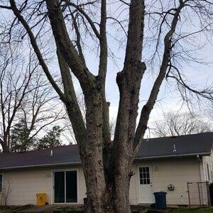 Big Tree - Tree Service in Toms River, NJ