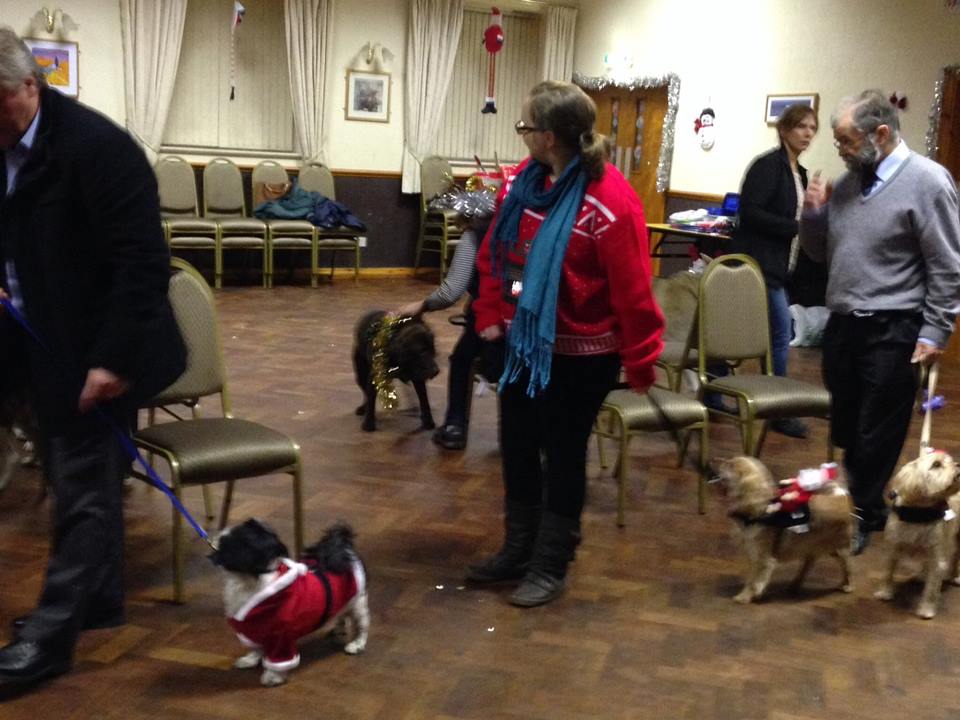 Classk9's dog training service photo 1