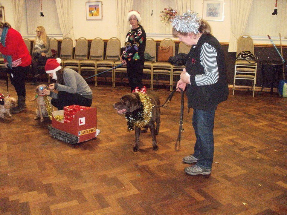 Classk9's dog training service photo 12