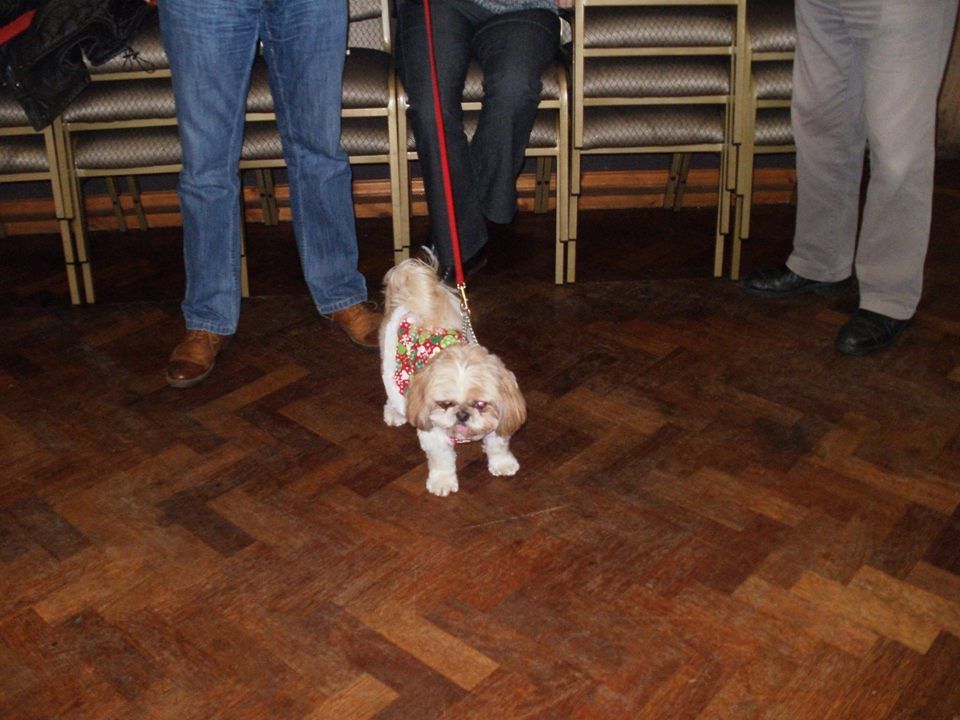 Classk9's dog training service photo 14