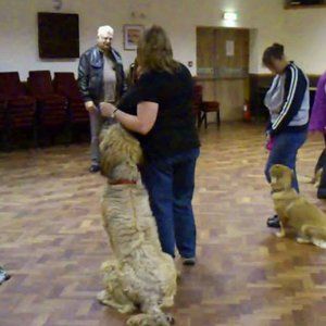 dog training courses