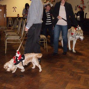 right advice to train your dog