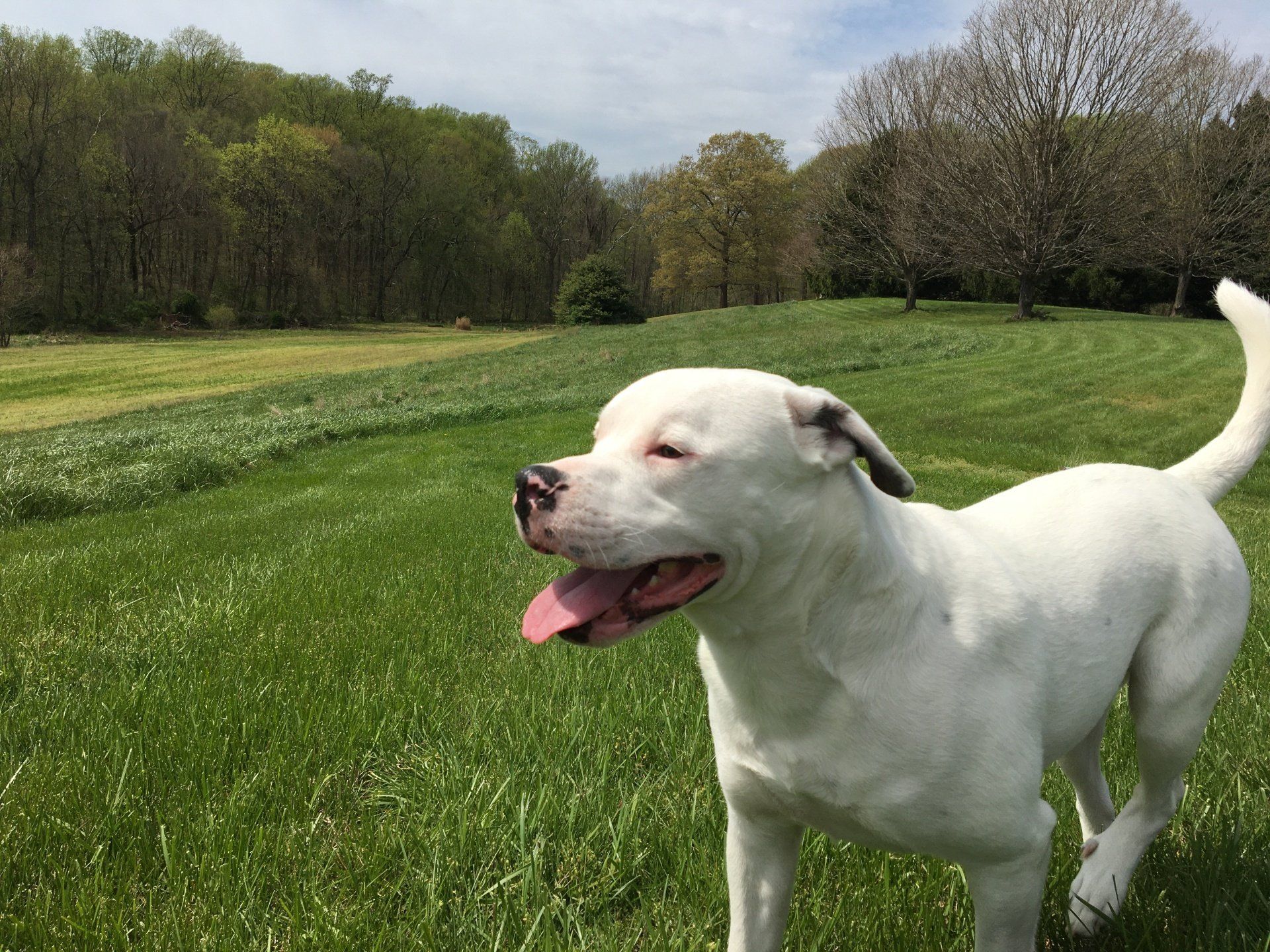 About Selling Houses and Supporting Rescues