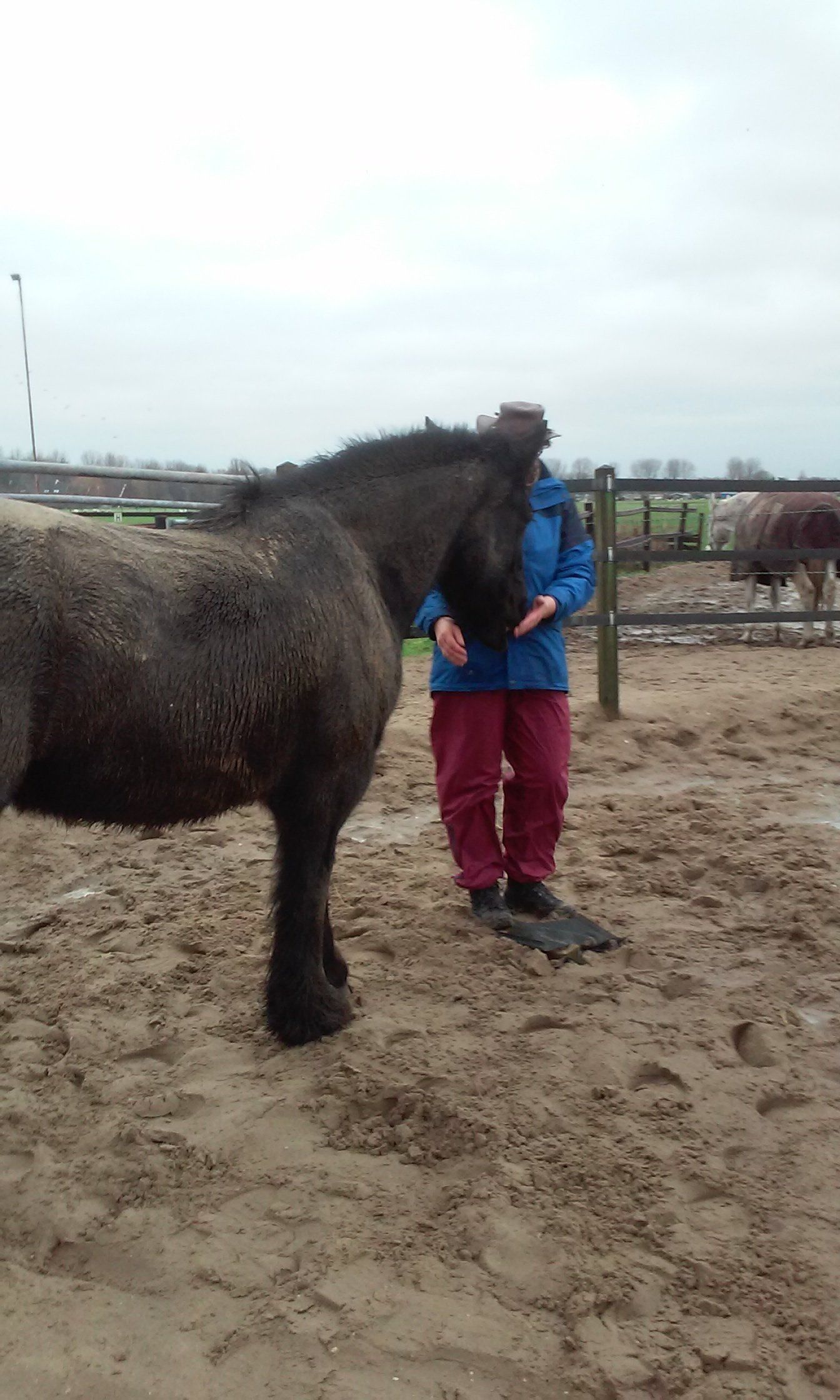 Een modderig zwart paard wordt geaaid door een persoon in een blauwe jas en rode broek in een zanderige omheining.
