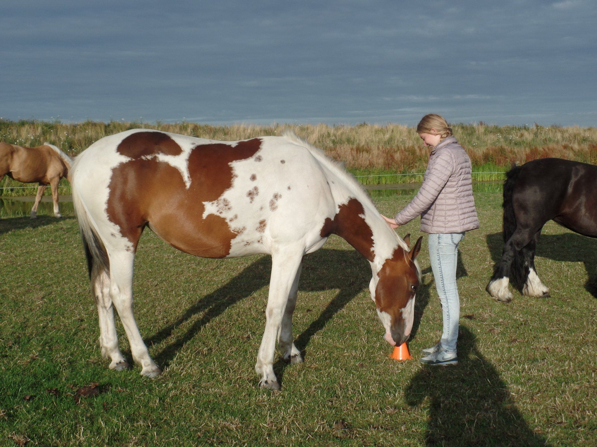 Een vrouw aait een bruin-wit paard in een weiland. Een ander paard graast vlakbij, met een blauwe lucht erboven.
