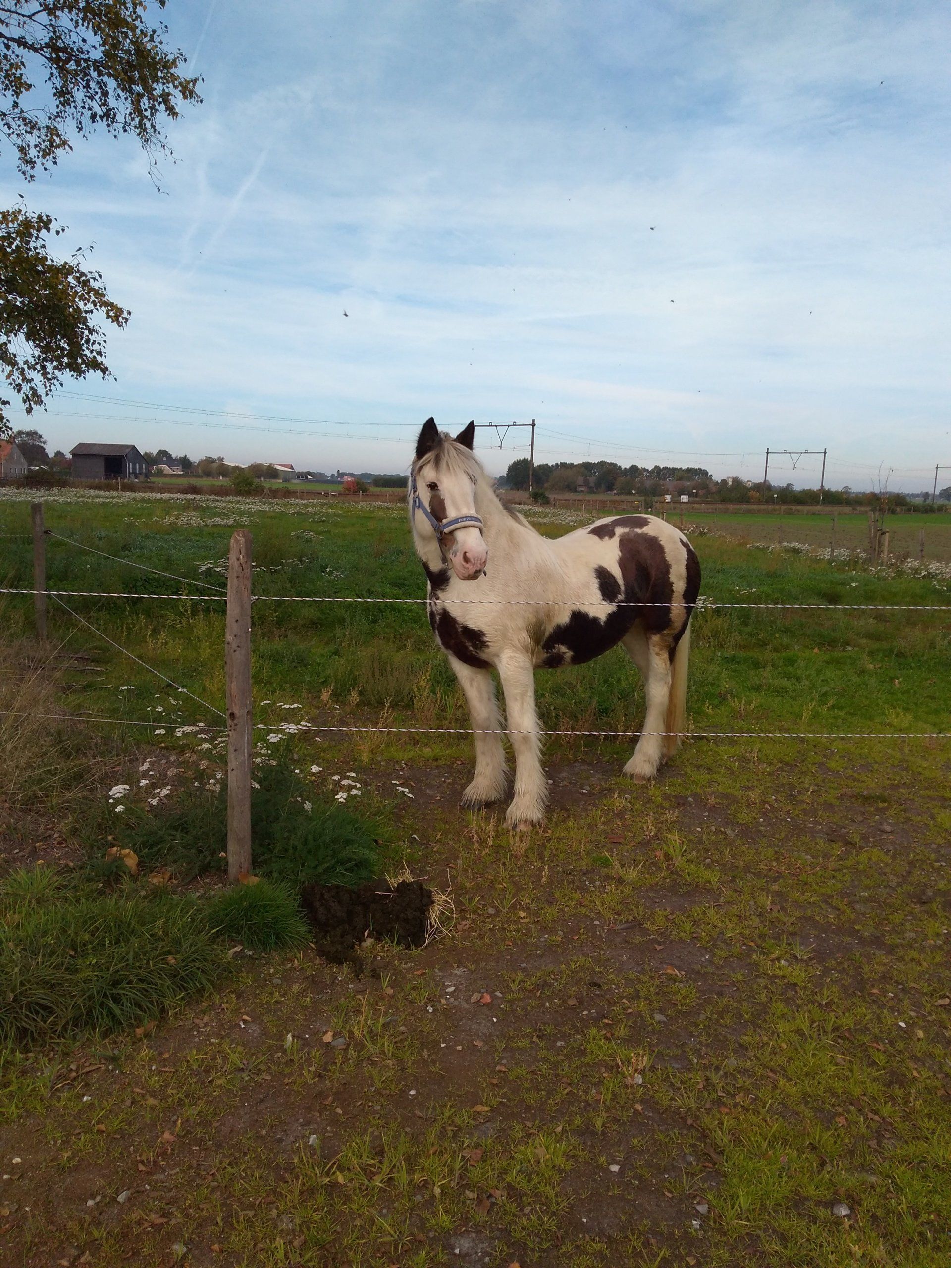 Een gevlekt paard staat in een grasveld en kijkt naar de camera. Bruine en witte vlekken. Blauwe lucht.