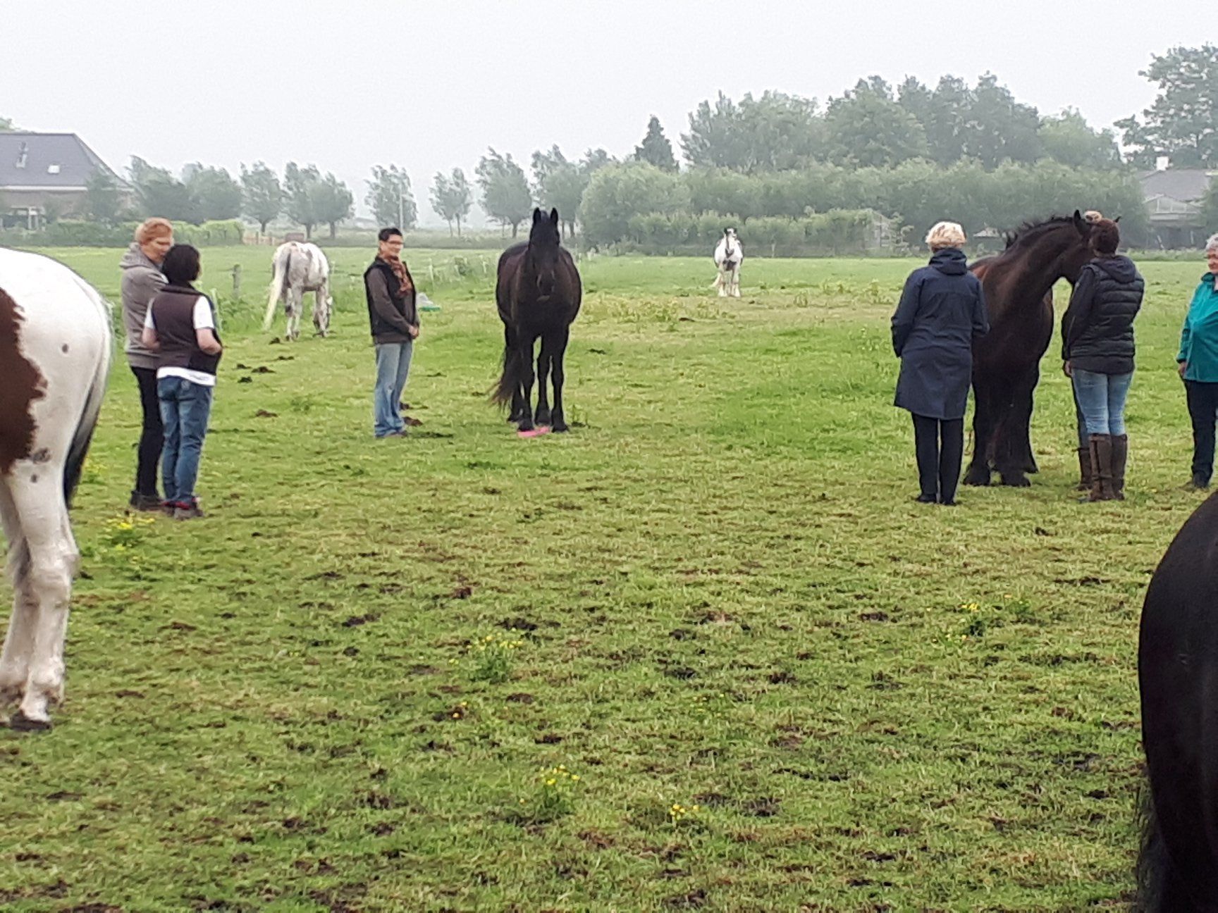 Mensen staan in een grasveld met een aantal paarden; het is een bewolkte dag.
