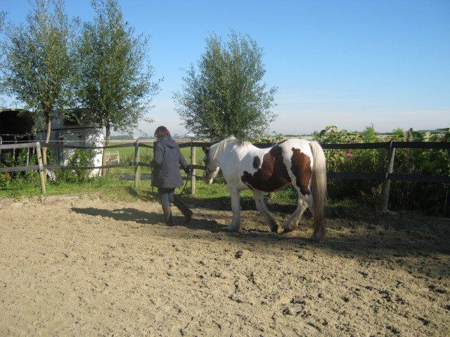 Een persoon leidt een bont paard door een zanderige wei op een zonnige dag.