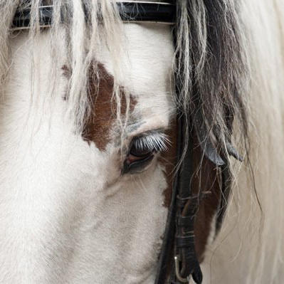 Close-up van het gezicht van een paard, voornamelijk wit met bruine vlekken rond het oog en een zwart hoofdstel.