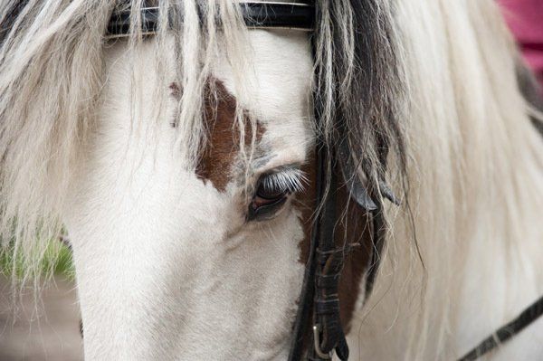 Close-up van het oog van een wit paard, met bruine aftekeningen, een zwart hoofdstel en een lange, wit-zwarte manen.