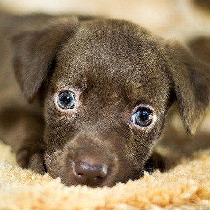 Bruine puppy met grote blauwe ogen, rustend op een beige ondergrond.