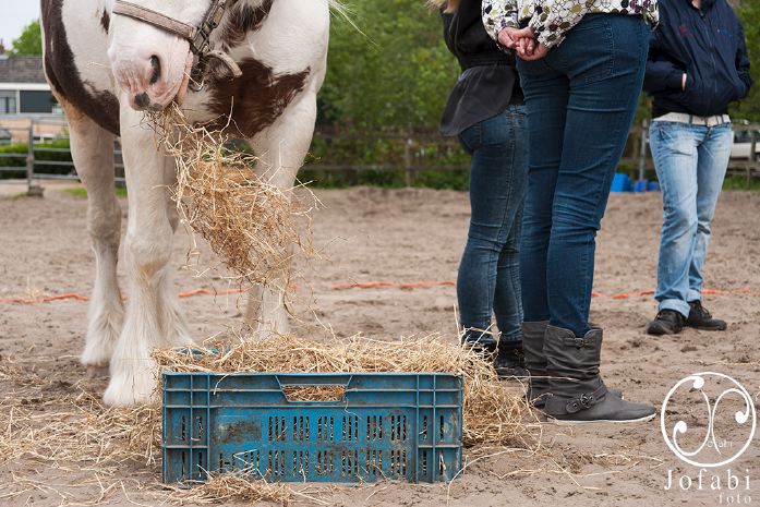 Een paard eet hooi uit een blauwe krat, mensen kijken toe vanaf een zanderige omheining.