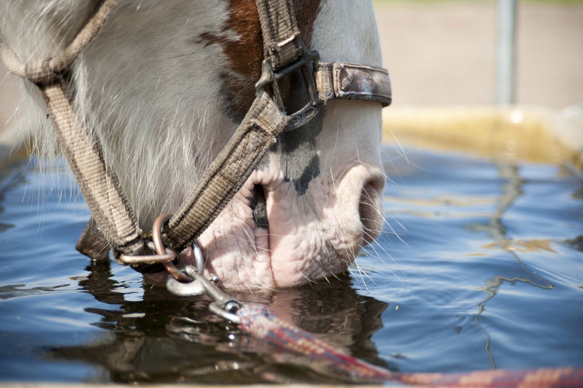 Paard dat water drinkt uit een trog; witte en bruine vacht, halster.