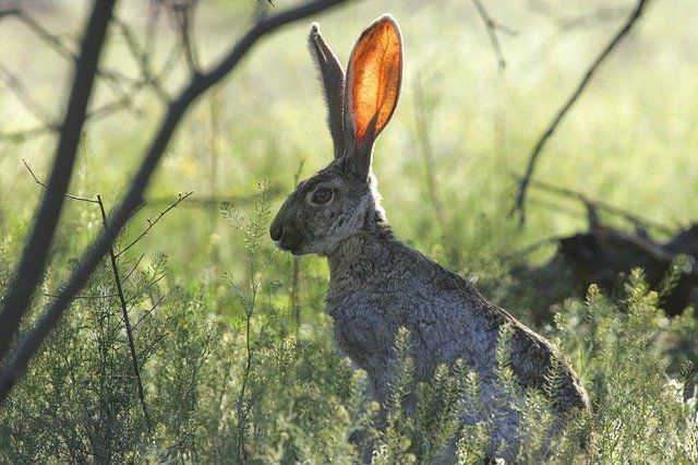 Een haas met grote oren zit alert in het groene struikgewas.