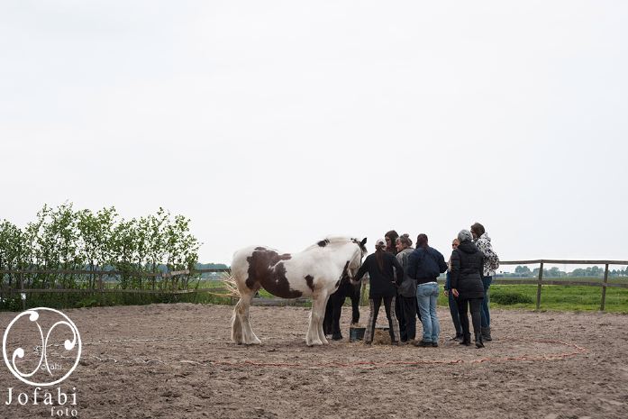 Een gevlekt paard staat in een zandbak, omringd door een groep mensen.