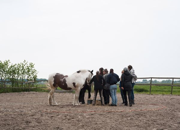 Een gevlekt paard staat in een zandbak terwijl een groep mensen ernaar kijkt.