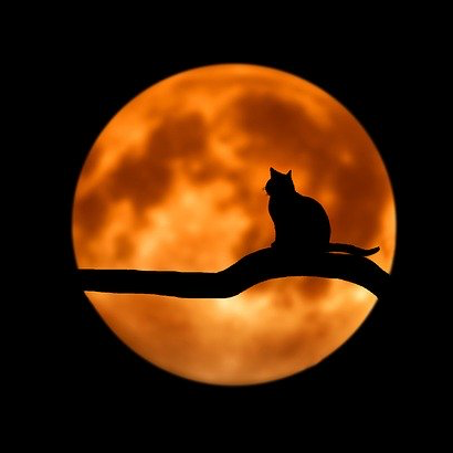 Silhouet van een kat die op een tak zit voor een grote, oranje maan.