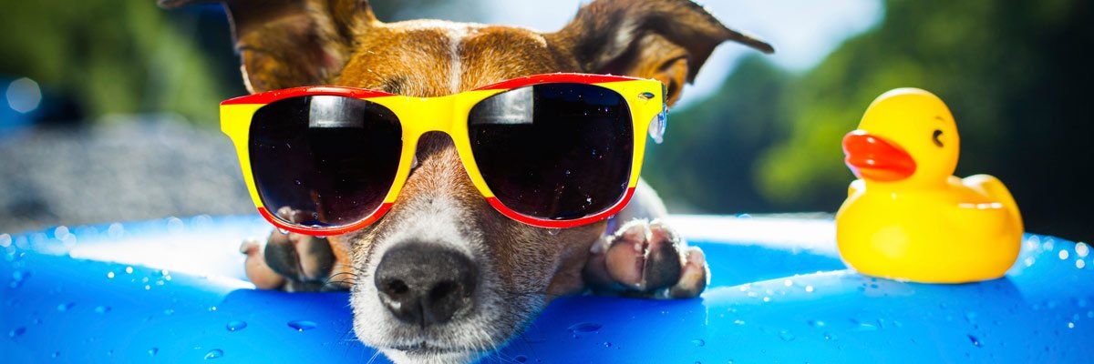 glenmore estate kennels dog with shades
