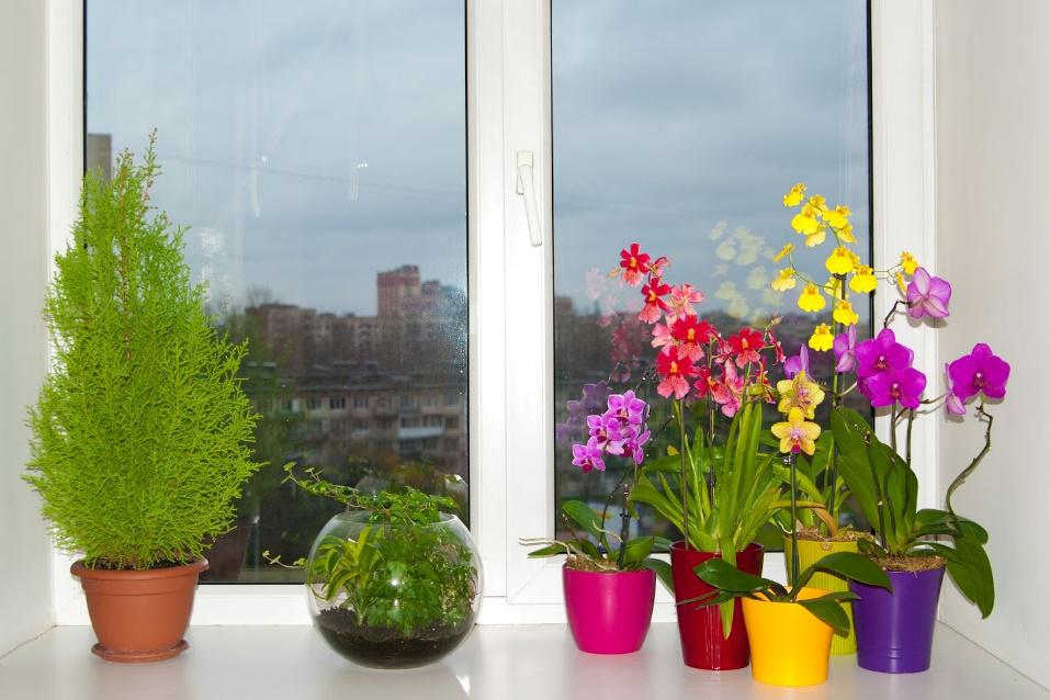 Key Component Of Air Quality — Various Plants In The Window in Salt Lake City, UT
