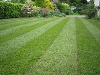 Matured new lawn