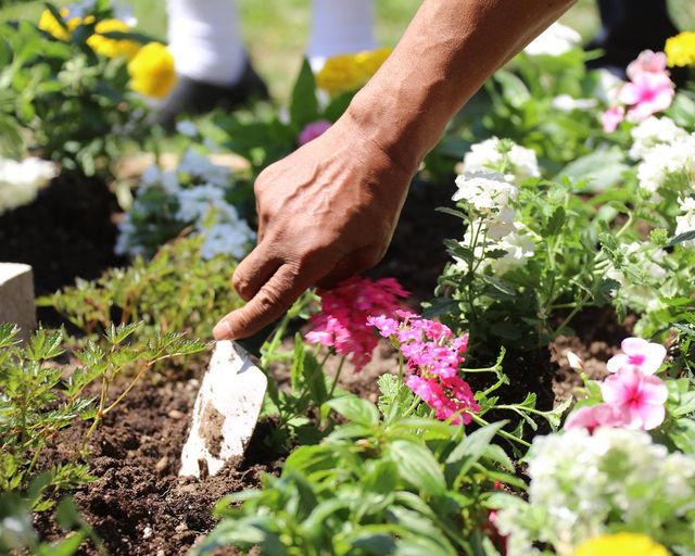 Digging into bed to plant new flowers hitchin