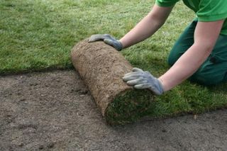 Landscaper rolling and laying out new turf
