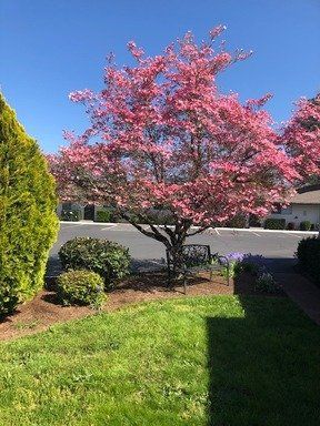 A tree with pink flowers is in the middle of a lush green yard.