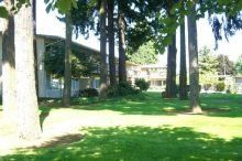 A lush green yard with trees and a house in the background.