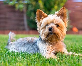 Yorkshire Terrier — Pet Groomer in Norfolk, VA
