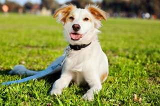 Dog with Leash — Supplies & Day Care in Norfolk, VA