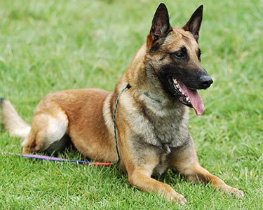belga malinois en Tepic