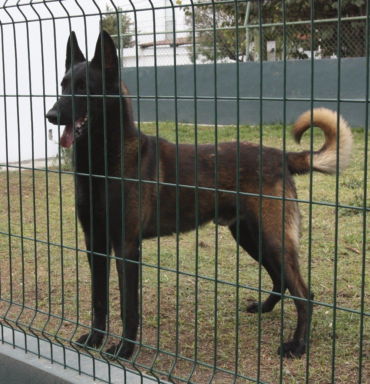 criadero belga malinois mexico