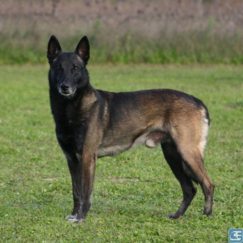 belga malinois en Aguasacalientes