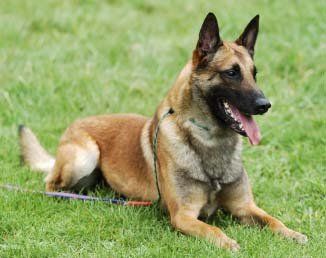 belga malinois en Tampico